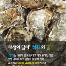 석화 Daum카페