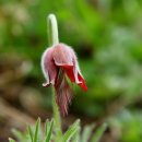 세쌍둥이네 풀꽃세상 이미지