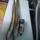 1대물호 | 강릉배낚시 대물호 예약 후 낚시다녀옴