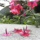 우리수목원 Daum카페
