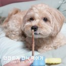 쓰다미 | 급하게 먹는 강아지도 안심! 바잇미 이지바이트그립 간식홀더 리얼후기