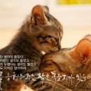 감성글씨 캘리그라피 이미지