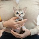 모라동물병원 | 모라고양이분양 작은것도 소중히