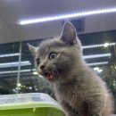 이츠펫 온양점 이미지