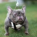 하이롤러 코리아 이미지