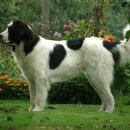 애견랜드 이미지