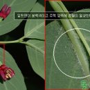 흰등 이미지