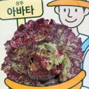 아바타상추 발송 이미지