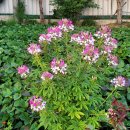 뽑기데이트 이미지