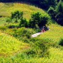 해바라기-청춘(1) 이미지