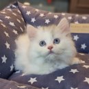 프리미엄캣 이미지