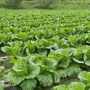 영덕농장 이미지