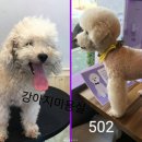 강아지미용실502 이미지