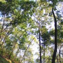 좌구산자연휴양림 이미지