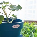 흙사랑 다육식물농원 이미지