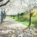 고향에봄 이미지