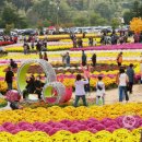 가을꽃 축제 인제, 연휴 인파로 북적 이미지