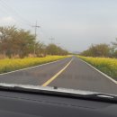 가시리 유채꽃길 이미지