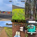 애월바다24호 | 제주 가볼만한곳 구좌읍 송당 안돌오름 비밀의숲 포장길 hado 별방진 유채꽃 여행 (2월 개화상태)