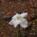 마곡공원 이미지