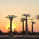 바오밥나무 이미지