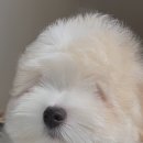 스니프 아틀라스 이미지