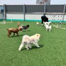사랑한다, 멍 네이버블로그