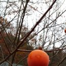 도화동천펜션 이미지