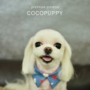 꼬야애견 이미지