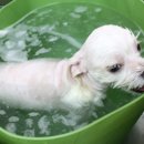 루니몰