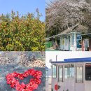 관음공영주차장 뒤편 인도 | 여수 오동도 동백꽃 개화시기 3월꽃구경 명소 동백열차