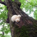 오리궁뎅이 이미지