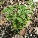 강산농장 | 산양산삼 바르게 먹는 방법/강산농장 삼 구매 후기/산삼 복용법