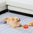 보노펫(BONO PET) 네이버블로그
