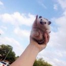 이니아니