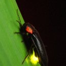 반딧불이 이미지