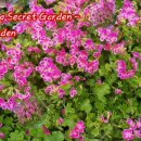 경화시장 이미지