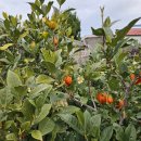 철이농장 이미지