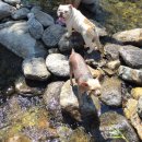 복돌이애견 이미지