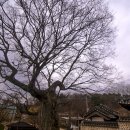 도립리 육괴정 이미지