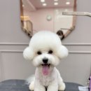 릴리줄리살롱 이미지