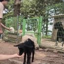 빠담목장 | 서귀포게스트하우스파티/산양목장,팜파네