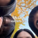 고산골관리소옆(제2호) | 천안 아산 가볼만한곳 노란빛 가득한 곡교천 은행나무길