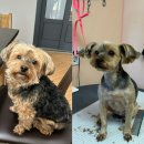 도그노크 이미지