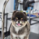 제일애견 이미지