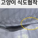공감동물메디컬센터 이미지