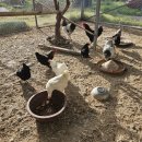 연향농장 이미지