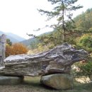 화석(규화목) 이미지