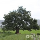 안심2리 이미지