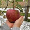 산자락사과